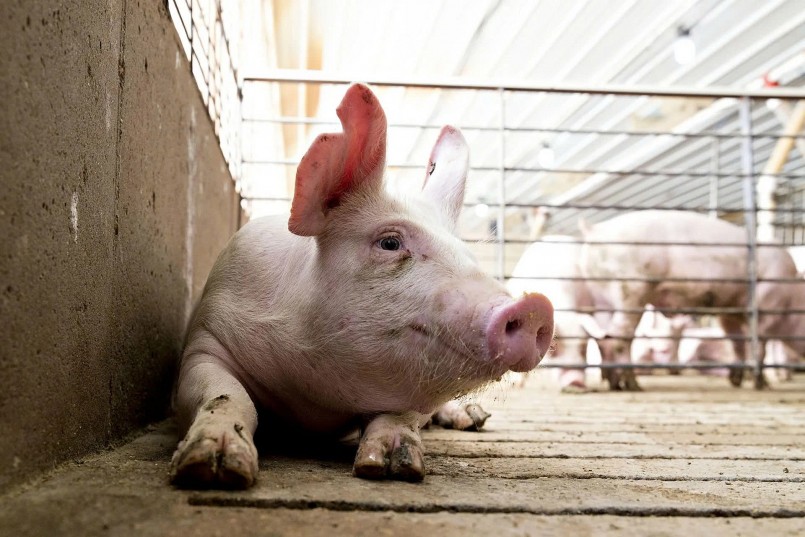 Giá heo hơi tiếp tục giảm tại miền Trung và miền Nam