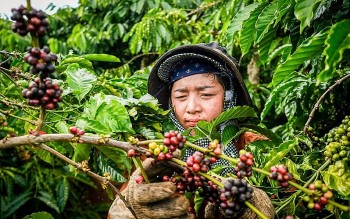 Giá cà phê hôm nay 26/9: Thị trường thế giới trái chiều, trong nước đồng loạt giảm nhẹ