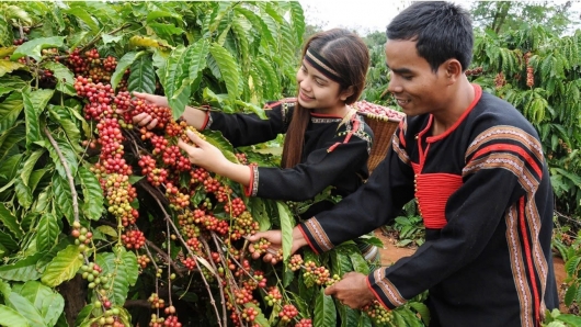 Xuất khẩu cà phê tăng kỷ lục, thị trường "được mùa, được giá"