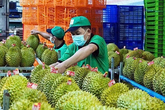 Xuất khẩu rau quả xác lập kỷ lục 650 triệu USD trong 15 ngày