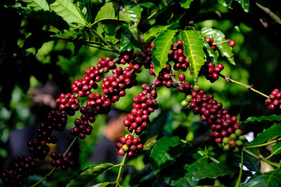 Căng thẳng Mỹ-Brazil đẩy giá cà phê Robusta lên đỉnh mới