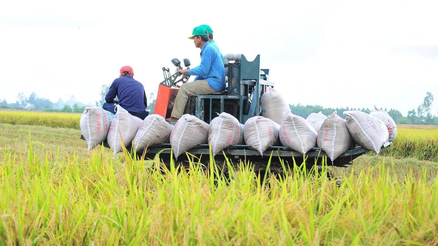 Cà phê, gạo lên giá: Cơ hội vàng cho xuất khẩu Việt Nam