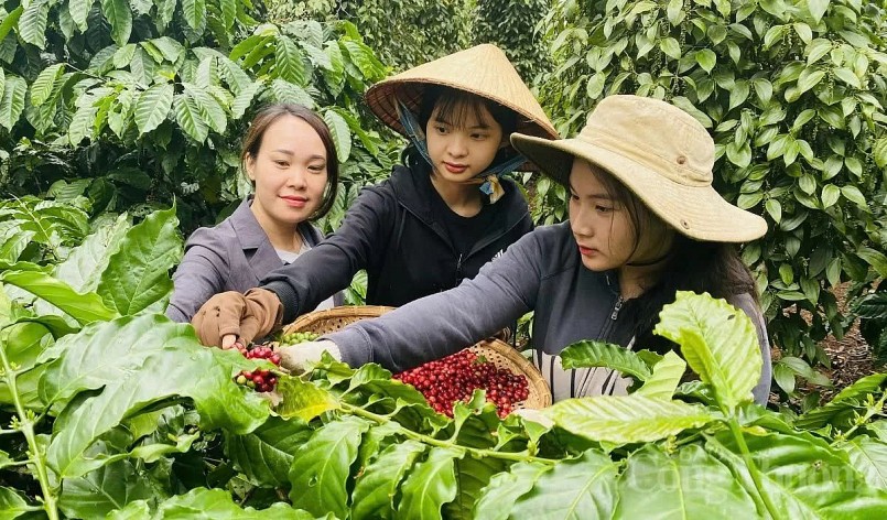 Giá cà-phê tại các vùng trọng điểm Tây Nguyên đã tăng thêm 2.600 đồng/kg. 