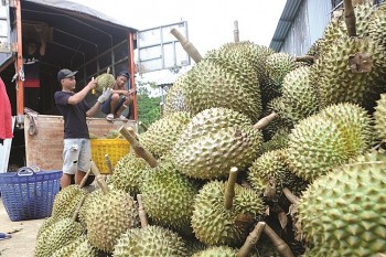 Nghịch lý sầu riêng: Giá tại vườn giảm nhưng kim ngạch xuất khẩu liên tục lập đỉnh