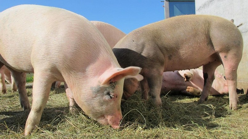 Giá heo hơi giảm tới 2.000 đồng/kg tại miền Trung