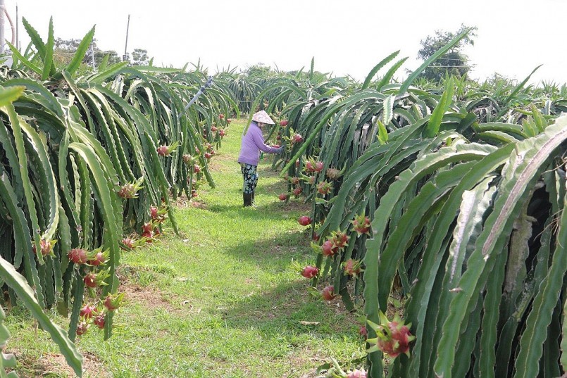 Thanh long Bình Thuận trên hành trình chinh phục toàn cầu
