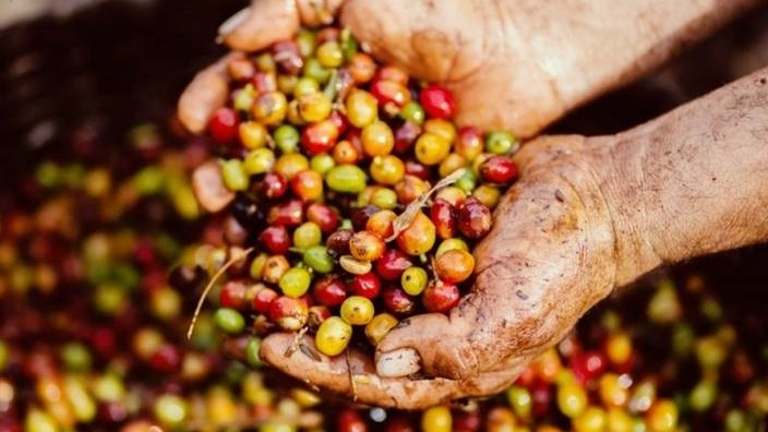 Giá cà phê trong nước thấp hơn thế giới, dự báo điều chỉnh khi vào vụ thu hoạch