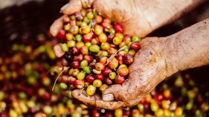Giá cà phê trong nước thấp hơn thế giới, dự báo điều chỉnh khi vào vụ thu hoạch
