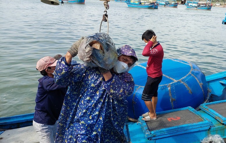 Phú Yên là địa phương trọng điểm về khai thác cá ngừ đại dương - Ảnh: VGP