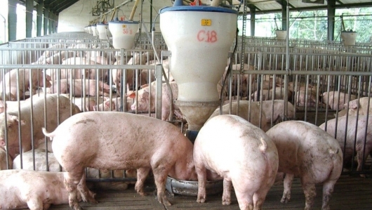 Thị trường heo hơi "đỏ lửa", giá chạm đáy 50.000 đồng/kg