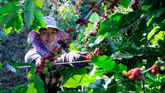 Giải pháp đột phá giúp nông sản Việt mở rộng thị trường