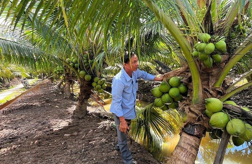 Nông dân ký hợp đồng được doanh nghiệp bao tiêu đầu ra, giúp giá bán ổn định và kỹ thuật canh tác được hướng dẫn bài bản.