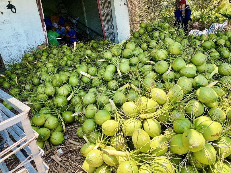 Giá dừa tươi giảm sâu sau 1 năm tăng giá mạnh.