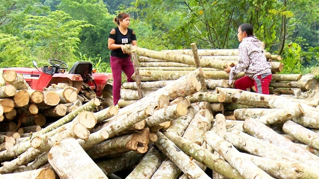 Làm giàu từ những cánh rừng, viết tiếp câu chuyện kinh tế xanh