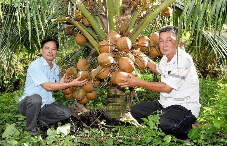 Ông Nhan Văn Tám (bìa phải), ngụ ấp Tân Thành, xã Tân Hội cùng Phó Chủ tịch Hội Nông dân xã Tân Hội Đặng Phước Vũ (bìa trái) trao đổi kỹ thuật trồng dừa xiêm đỏ Mã Lai. Ảnh: KIỀU DIỄM
