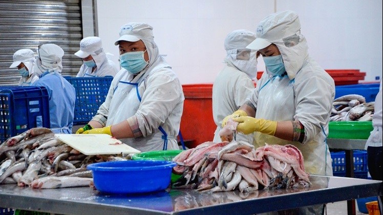 Vinafis Expo 2026: Triển lãm quốc tế chuyên ngành thủy sản đầu tiên tại Việt Nam