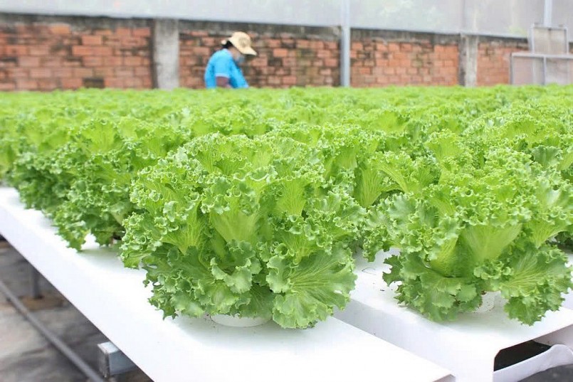 Từ chuẩn VietGAP đến bàn ăn sạch: Chìa khóa lấy lại niềm tin người tiêu dùng