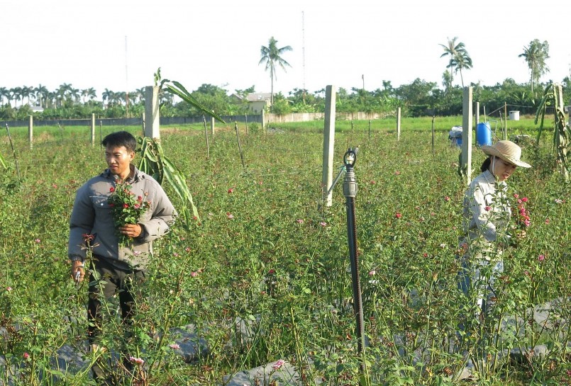 Dù mang lại hiệu quả kinh tế rõ rệt, con đường biến đất hoang thành vườn hoa không hề dễ dàng. 