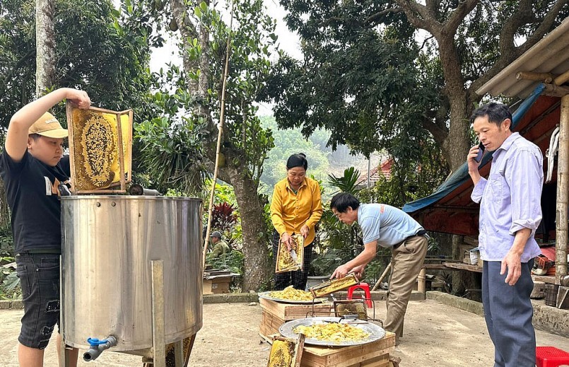 Người dân thu hoạch mật ong.