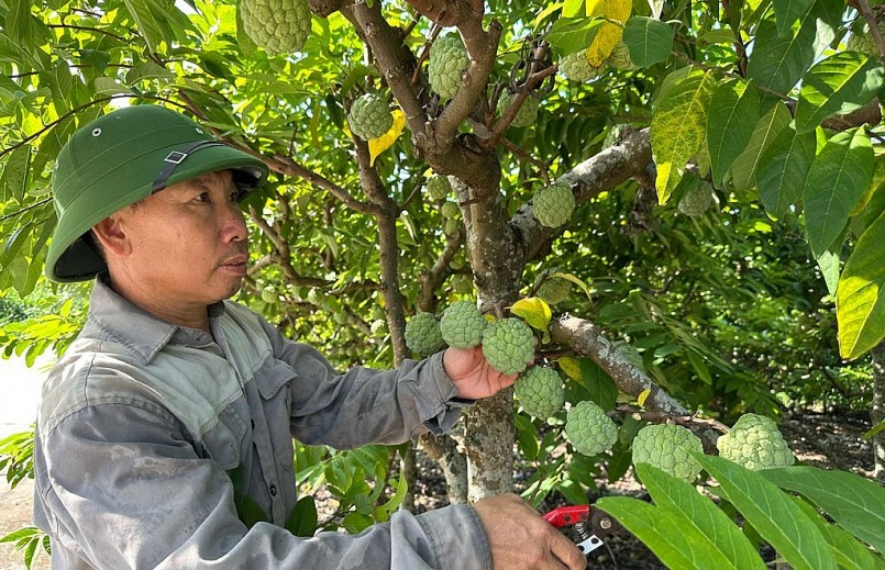 Vườn na của