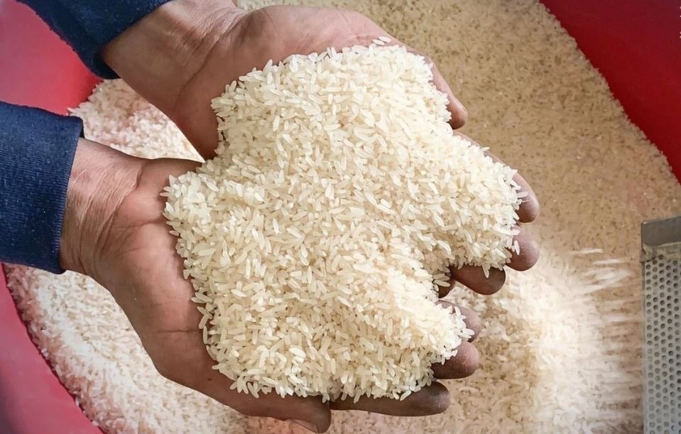 Xuất khẩu gạo sụt giảm vì Philippines, doanh nghiệp Việt Nam xoay sở ra sao?