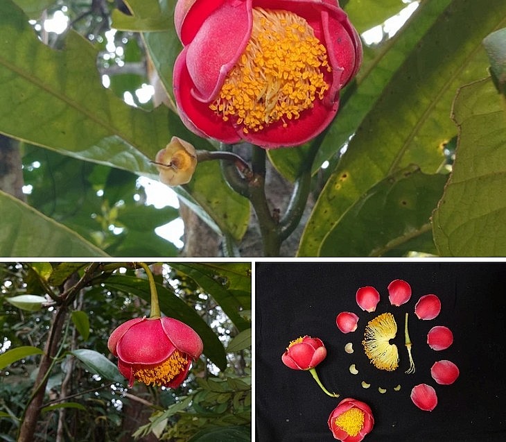 Mới đây, các nhà nghiên cứu thực vật Việt Nam đã công bố một loài hoa trà mới Mới đây, các nhà nghiên cứu thực vật Việt Nam đã công bố một loài hoa trà mới