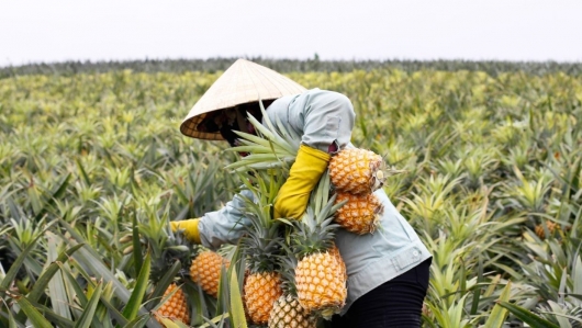 Dứa Việt Nam chinh phục 100 nước, xuất khẩu tăng 114%