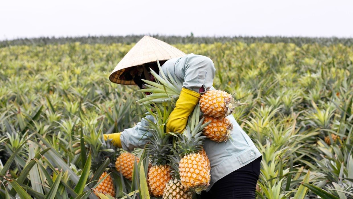 Dứa Việt Nam chinh phục 100 nước, xuất khẩu tăng 114%