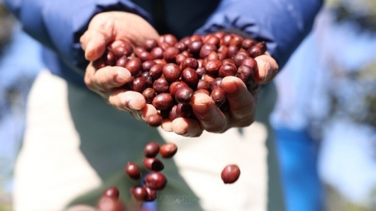Giá cà phê hôm nay 19/10: Đồng loạt giảm 1.000 đồng/kg, thị trường thế giới trái chiều