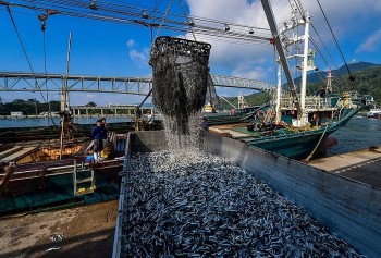 Thủ tướng yêu cầu tăng cường chống khai thác IUU và phát triển bền vững ngành thủy sản