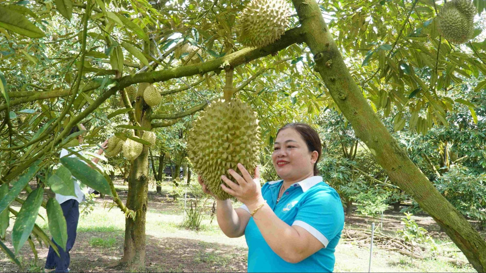 "Hái quả ngọt" từ mô hình nông trại thân thiện