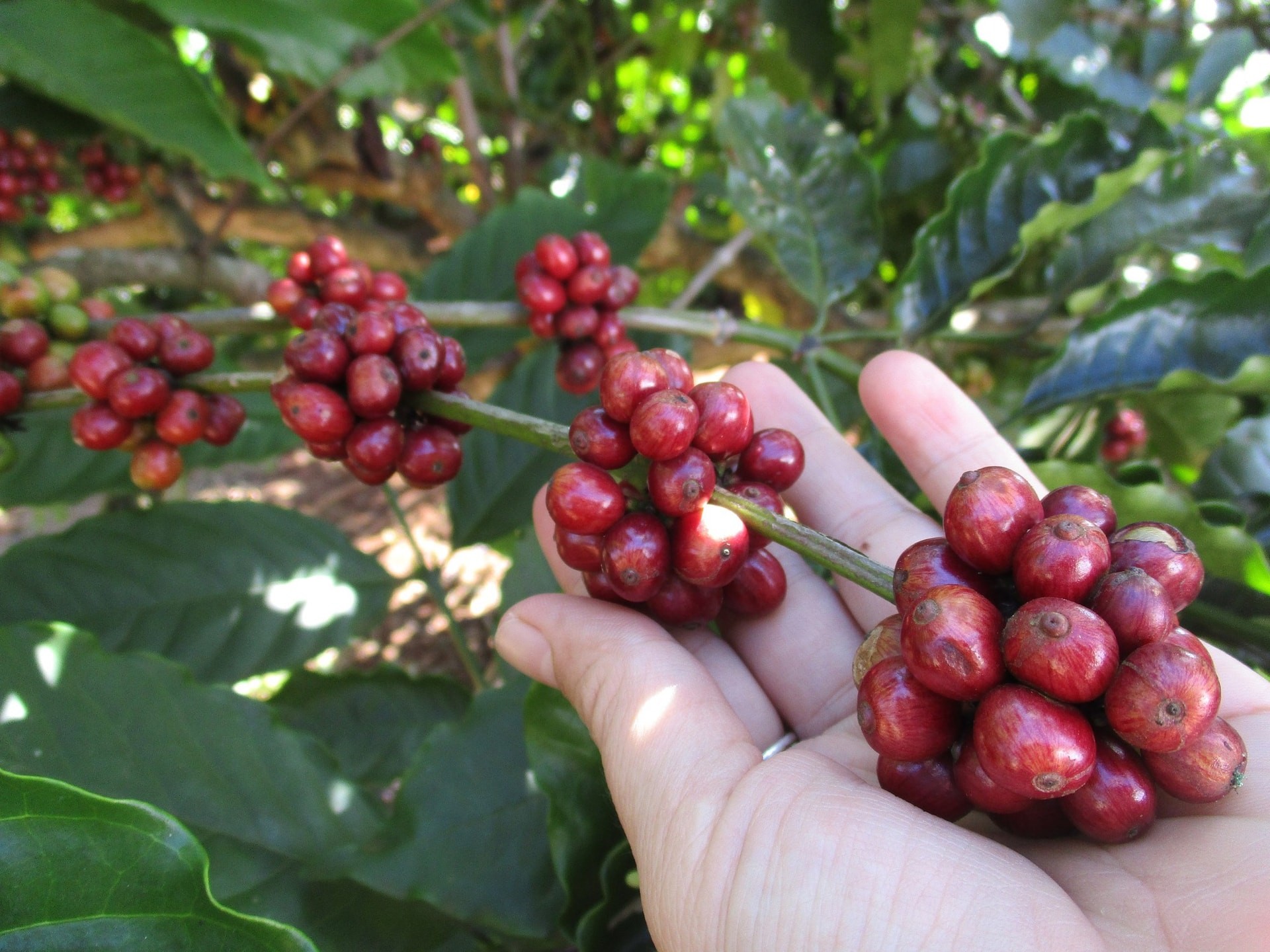 Giá cà phê hôm nay 22/10: Thế giới tăng 