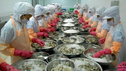 Giải bài toán xuất khẩu tôm Việt: Hướng tới Châu Âu, mở rộng cơ hội toàn cầu