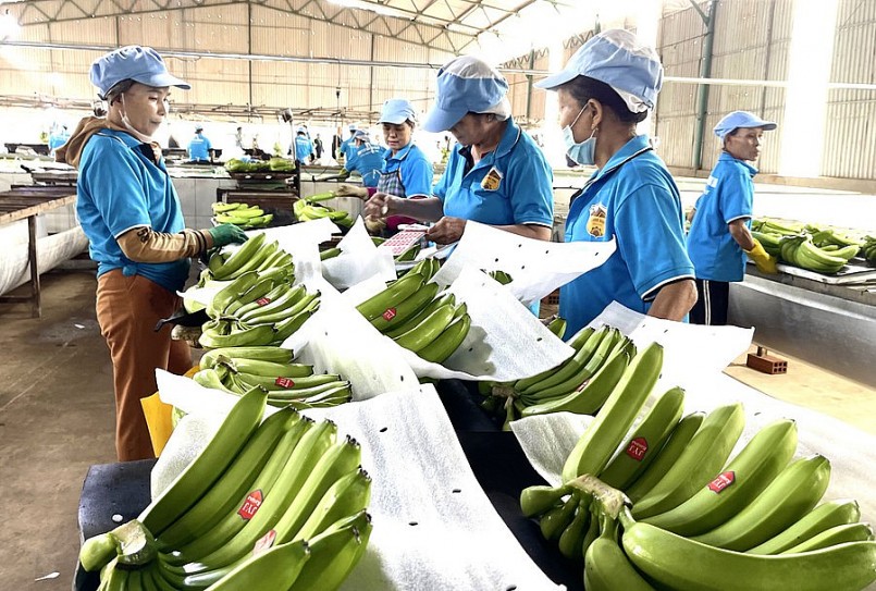 Mỗi năm, Công ty Cổ phần Chăn nuôi Gia Lai xuất khẩu 62.000 tấn chuối đi Nhật Bản, Hàn Quốc, Trung Quốc. Ảnh: Vũ Thảo