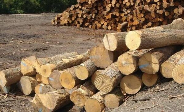Cây cà dăm – Vị thuốc dân gian quý trong vườn nhà