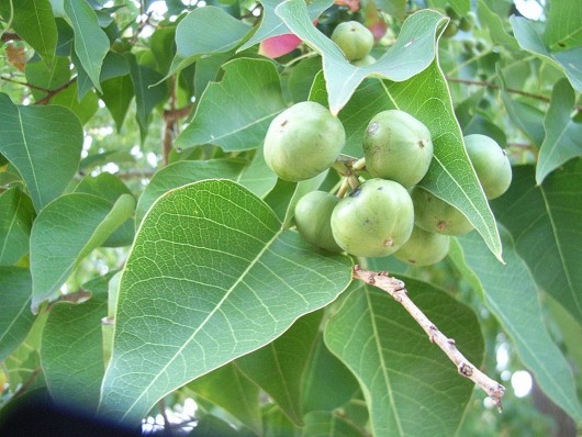 Thỏ ty tử - Hạt nhỏ nhưng mang lại giá trị lớn