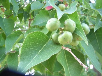 Thỏ ty tử - Hạt nhỏ nhưng mang lại giá trị lớn
