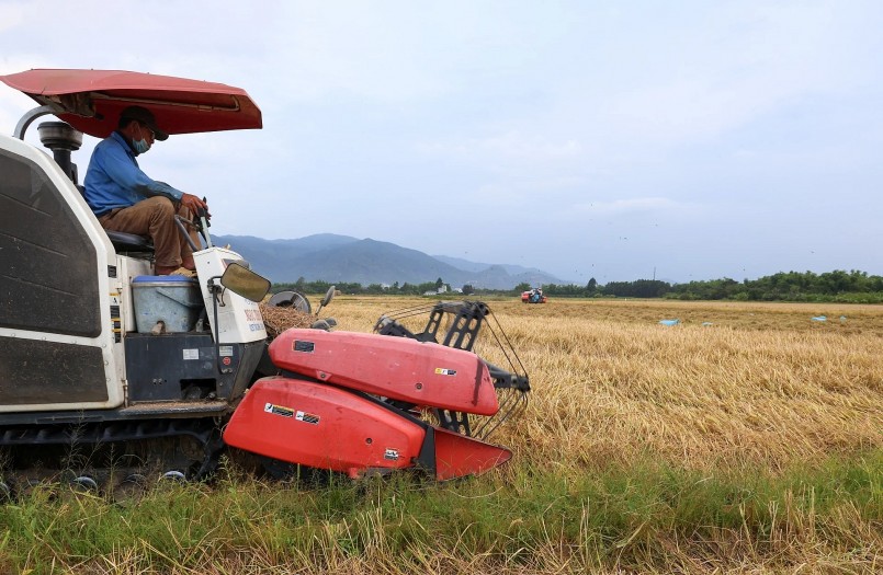 Nông dân liên kết sản xuất, tiêu thụ lúa giống chất lượng cao.