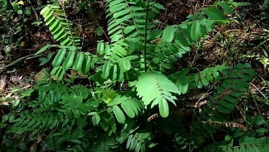 Cây mú từn – Thảo dược quý hỗ trợ giảm đau nhức xương khớp