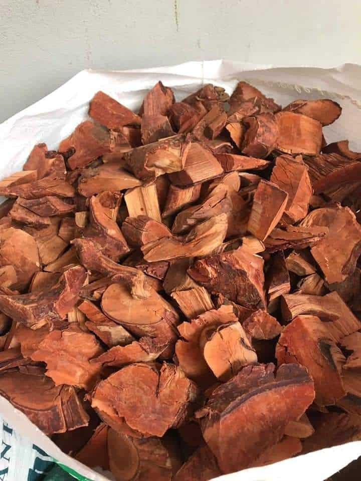 Cây mú từn – Thảo dược quý hỗ trợ giảm đau nhức xương khớp Cây mú từn – Thảo dược quý hỗ trợ giảm đau nhức xương khớp