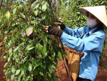 Xuất khẩu hồ tiêu lập kỷ lục, kim ngạch vượt 710 triệu USD