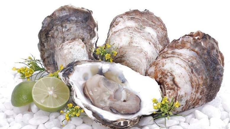 Mẫu lệ - Vị thuốc đến từ biển