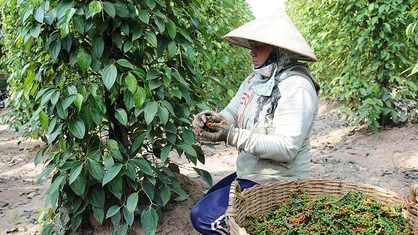 Giá hồ tiêu hôm nay 24/10: Trong nước đi ngang ở mức cao, xuất khẩu tiến sát mốc 1,5 tỷ USD