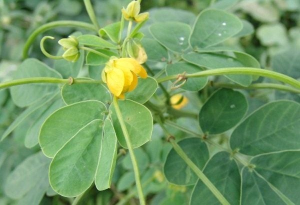 Thảo quyết minh – Dược liệu quý giúp an thần, hạ huyết áp và cải thiện giấc ngủ Thảo quyết minh – Dược liệu quý giúp an thần, hạ huyết áp và cải thiện giấc ngủ