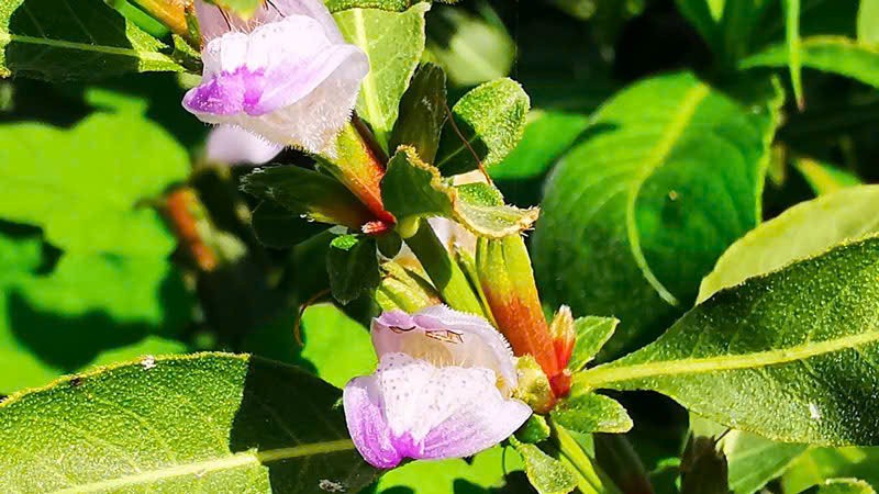 Hạt ngũ hoa - “Thần dược’ làm đẹp từ thiên nhiên đánh bay mụn, dưỡng da trắng mịn