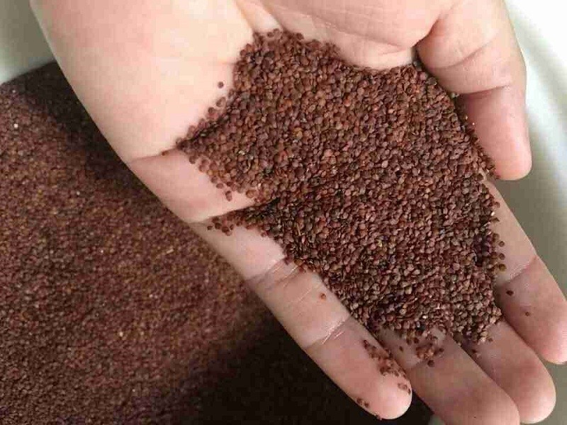 Hạt ngũ hoa - “Thần dược’ làm đẹp từ thiên nhiên đánh bay mụn, dưỡng da trắng mịn