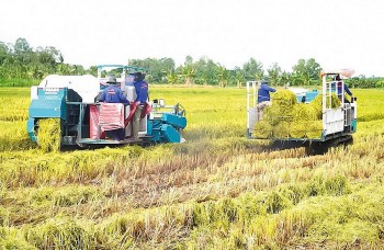 Thí điểm làm 15 mô hình trồng lúa, cà phê, chuối... bán tín chỉ carbon