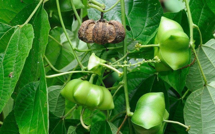 Hạt sachi – Thực phẩm đến từ thiên nhiên, mang lại sức khỏe toàn diện