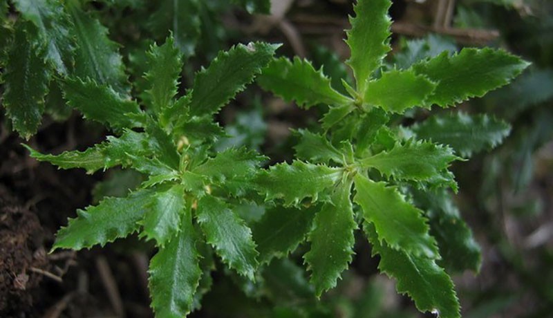 Thạch tùng răng cưa - Dược liệu quý hiếm hỗ trợ điều trị bệnh Alzheimer Thạch tùng răng cưa - Dược liệu quý hiếm hỗ trợ điều trị bệnh Alzheimer