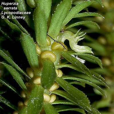 Thạch tùng răng cưa - Dược liệu quý hiếm hỗ trợ điều trị bệnh Alzheimer Thạch tùng răng cưa - Dược liệu quý hiếm hỗ trợ điều trị bệnh Alzheimer